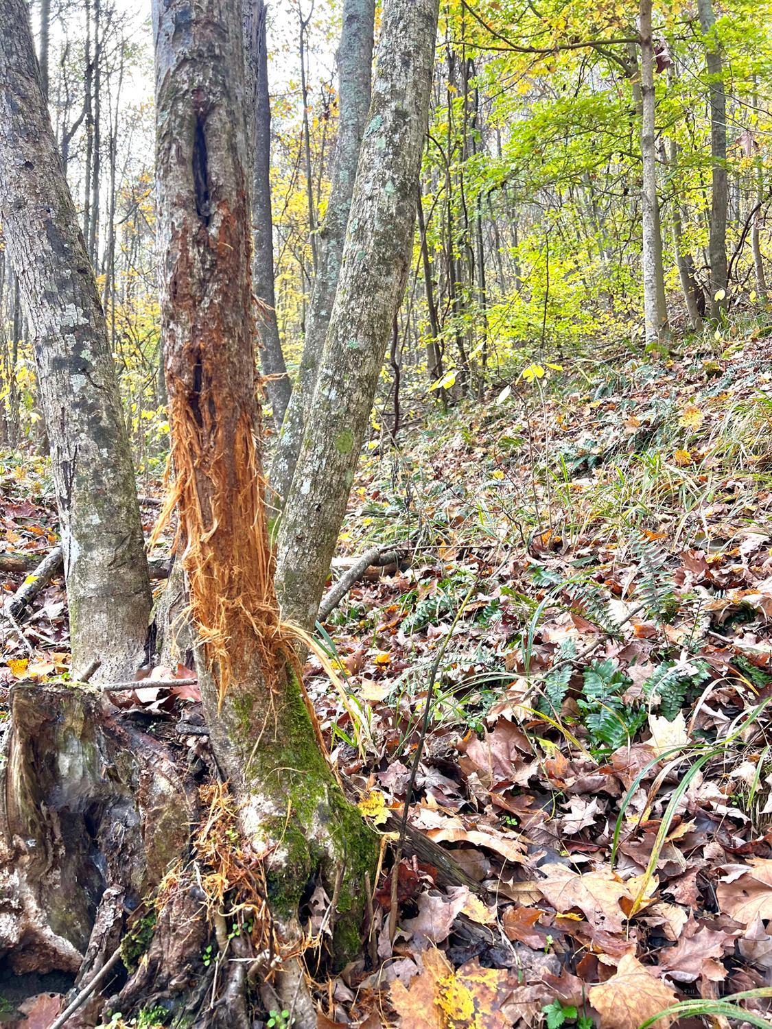 0 South Chenoweth Fork Road Piketon, OH 45661 - Photo 4 of 95