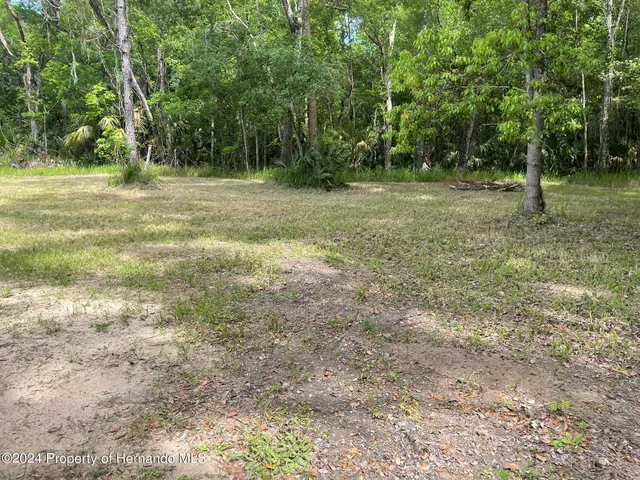 a view of outdoor space with trees all around