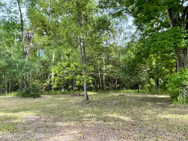 a view of a tree in a yard