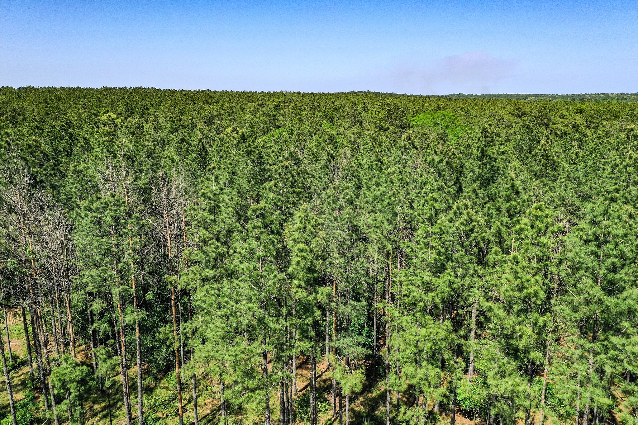 Tbd Queen Anne Way Huntsville, TX 77340 - Photo 16 of 19 a view of a lush green space with sea