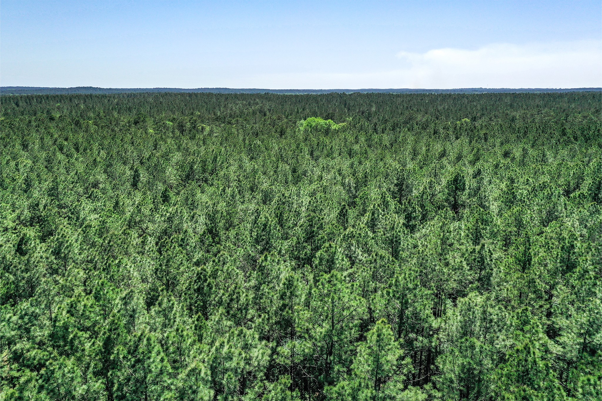 Tbd Queen Anne Way Huntsville, TX 77340 - Photo 7 of 19 a view of a lush green forest with lots of trees
