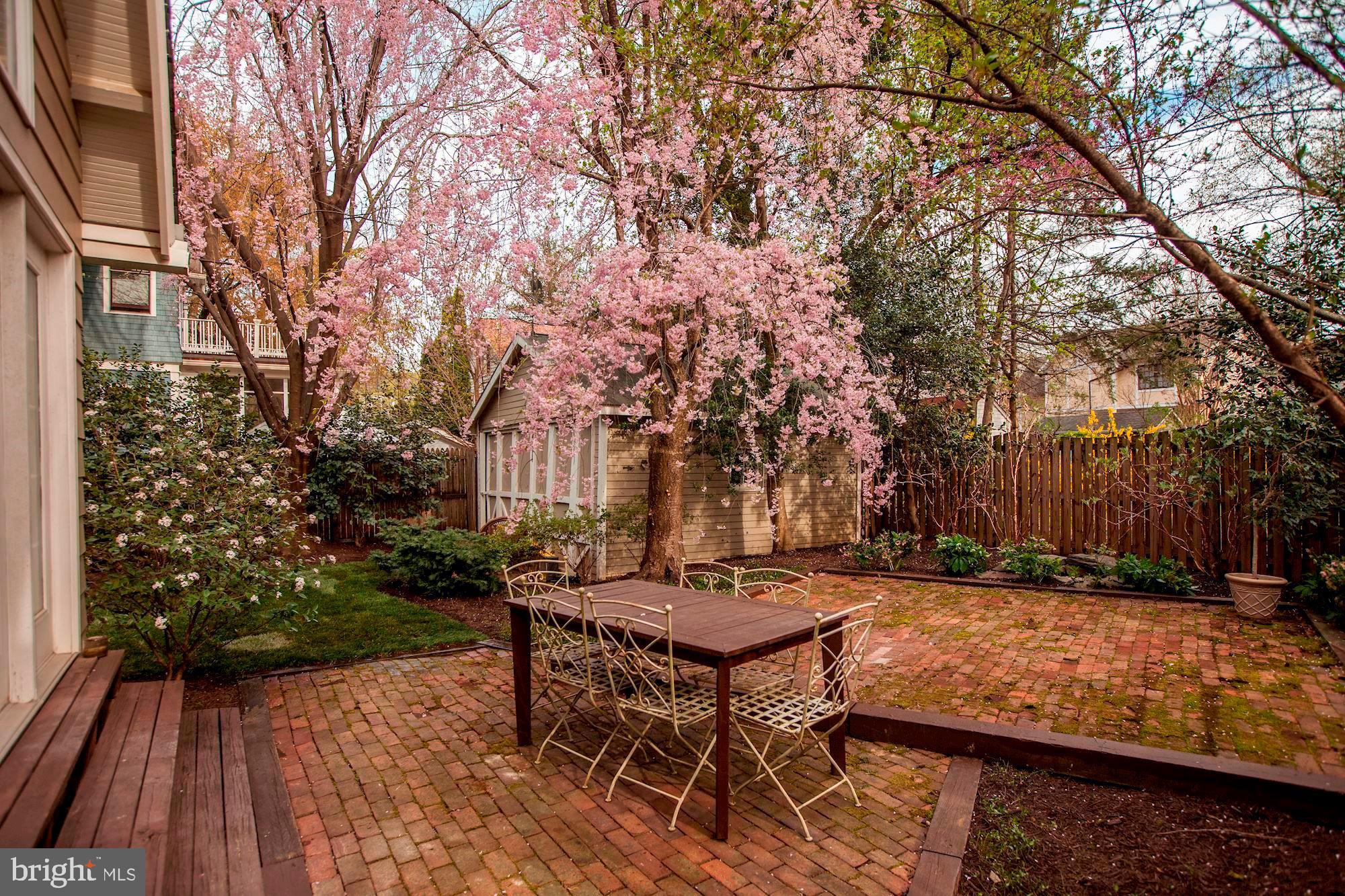 4404 Ridge Street Chevy Chase, MD 20815 - Photo 31 of 35 Seasonal Cherry Tree