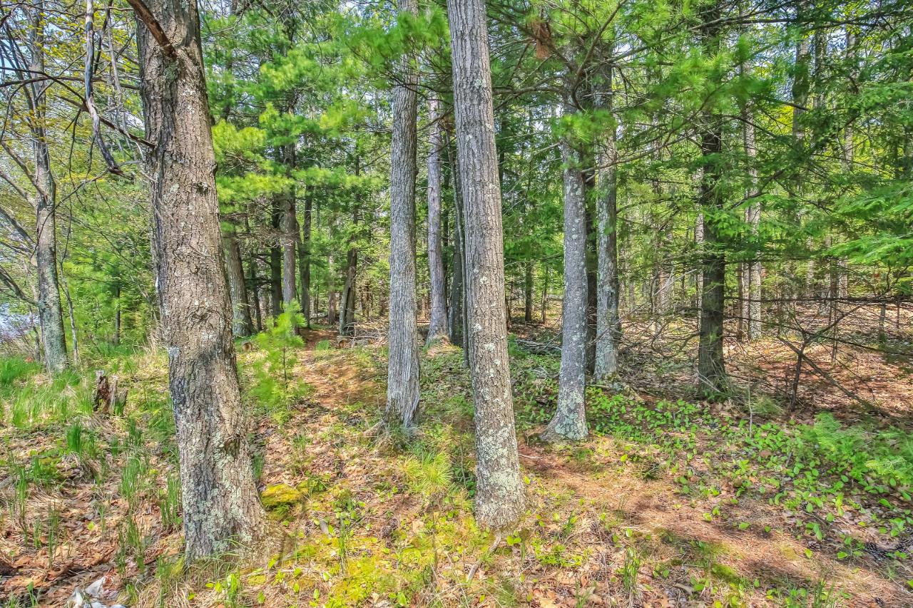 On Squirrel Lake Road, Unit LOT #2 Minocqua, WI 54548 - Photo 11 of 25 Gallery Image 11