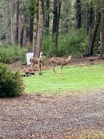 a view of a backyard with lawn chairs and large trees