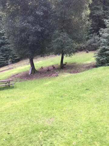a view of yard with tree in the background
