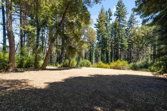a street view with large trees