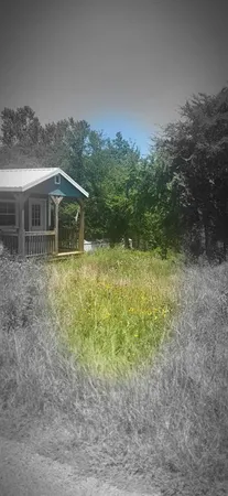 a view of a yard with a tree