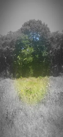 a view of a yard with a tree