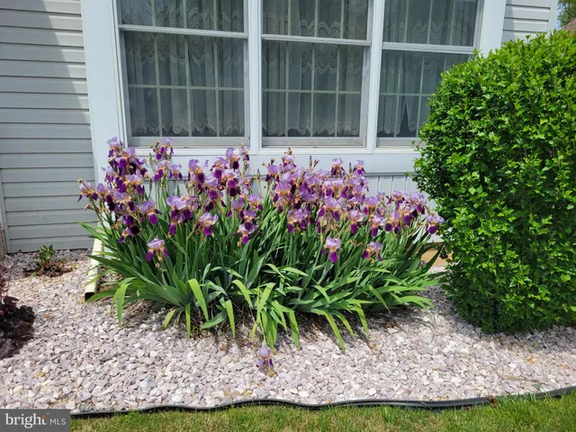 a front view of a house with a tree