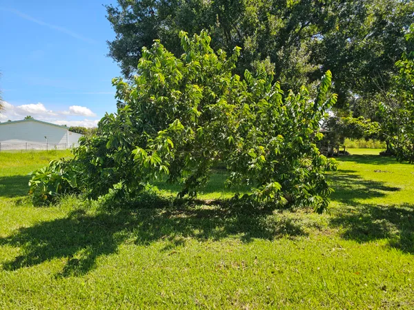 a view of a tree