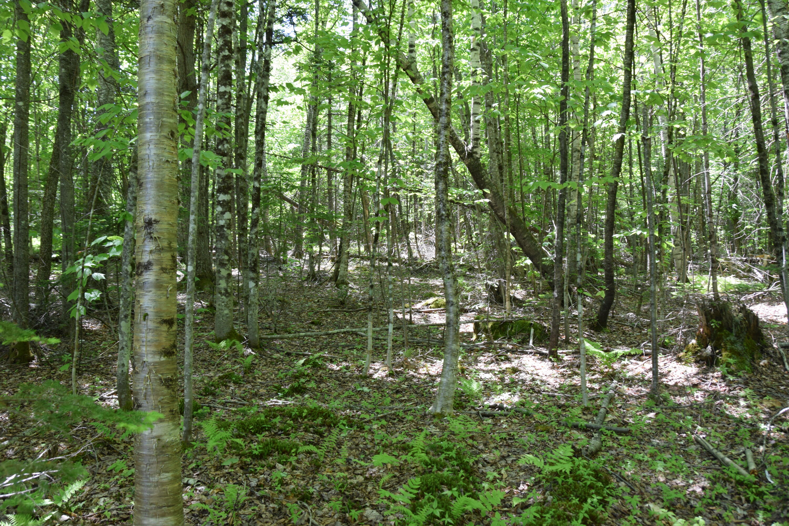 M7-l1-4 Pine Bluff Road Embden, ME 04958 - Photo 11 of 21 DSC_0015