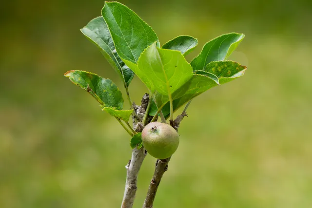 $165,000 | 11-2430 Makoa Road, Mountain View, HI 96771