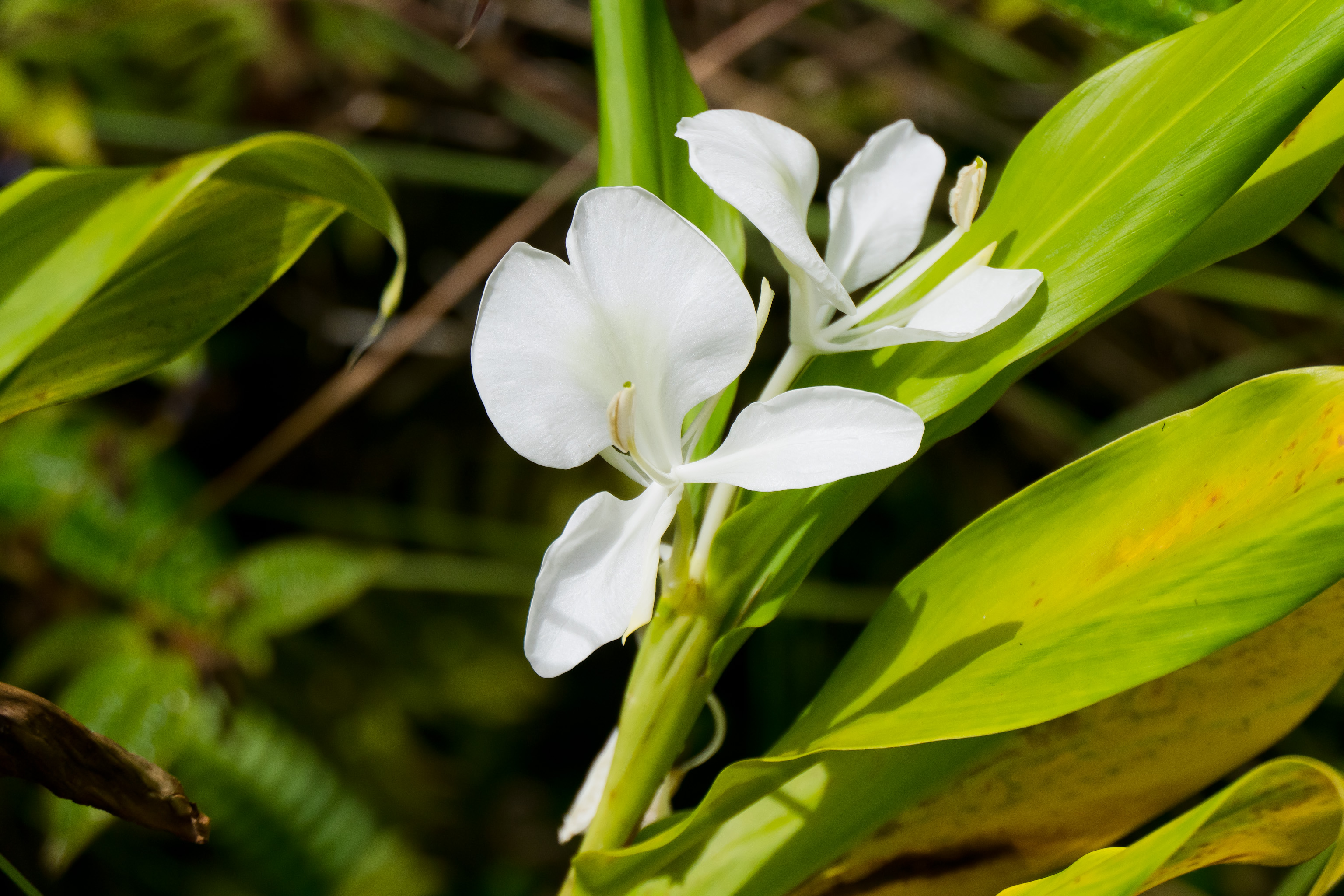 11-2430 Makoa Road Mountain View, HI 96771 - Photo 30 of 30 a view of swimming pool