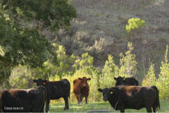 6500 Santa Rosa Road Buellton, CA 93427 - Photo 13 of 97 36