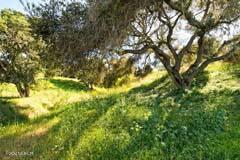 6500 Santa Rosa Road Buellton, CA 93427 - Photo 14 of 97 14