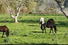 6500 Santa Rosa Road Buellton, CA 93427 - Photo 34 of 97 a backyard of a house with table and chairs