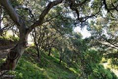 6500 Santa Rosa Road Buellton, CA 93427 - Photo 36 of 97 a view of a tree in a yard