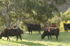 6500 Santa Rosa Road Buellton, CA 93427 - Photo 8 of 97 29