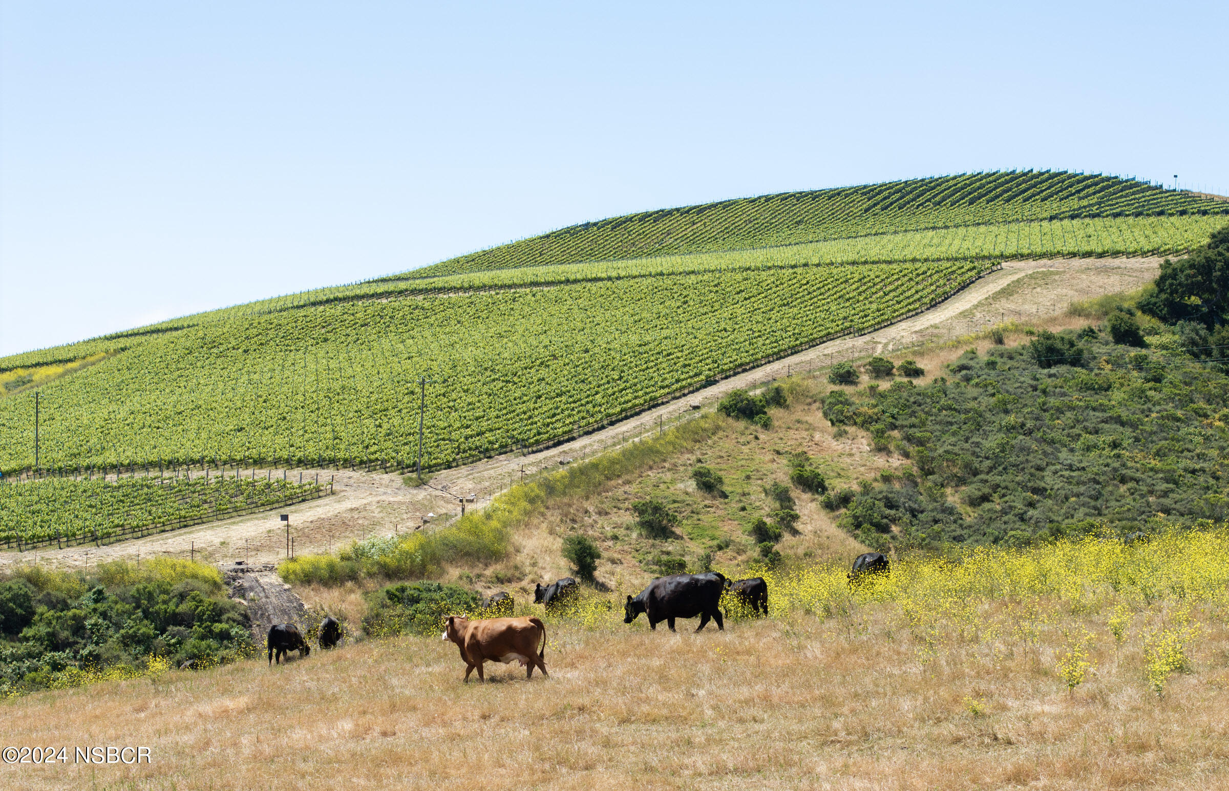 6500 Santa Rosa Road Buellton, CA 93427 - Photo 91 of 97 6500 Santa Rosa Rd_0031