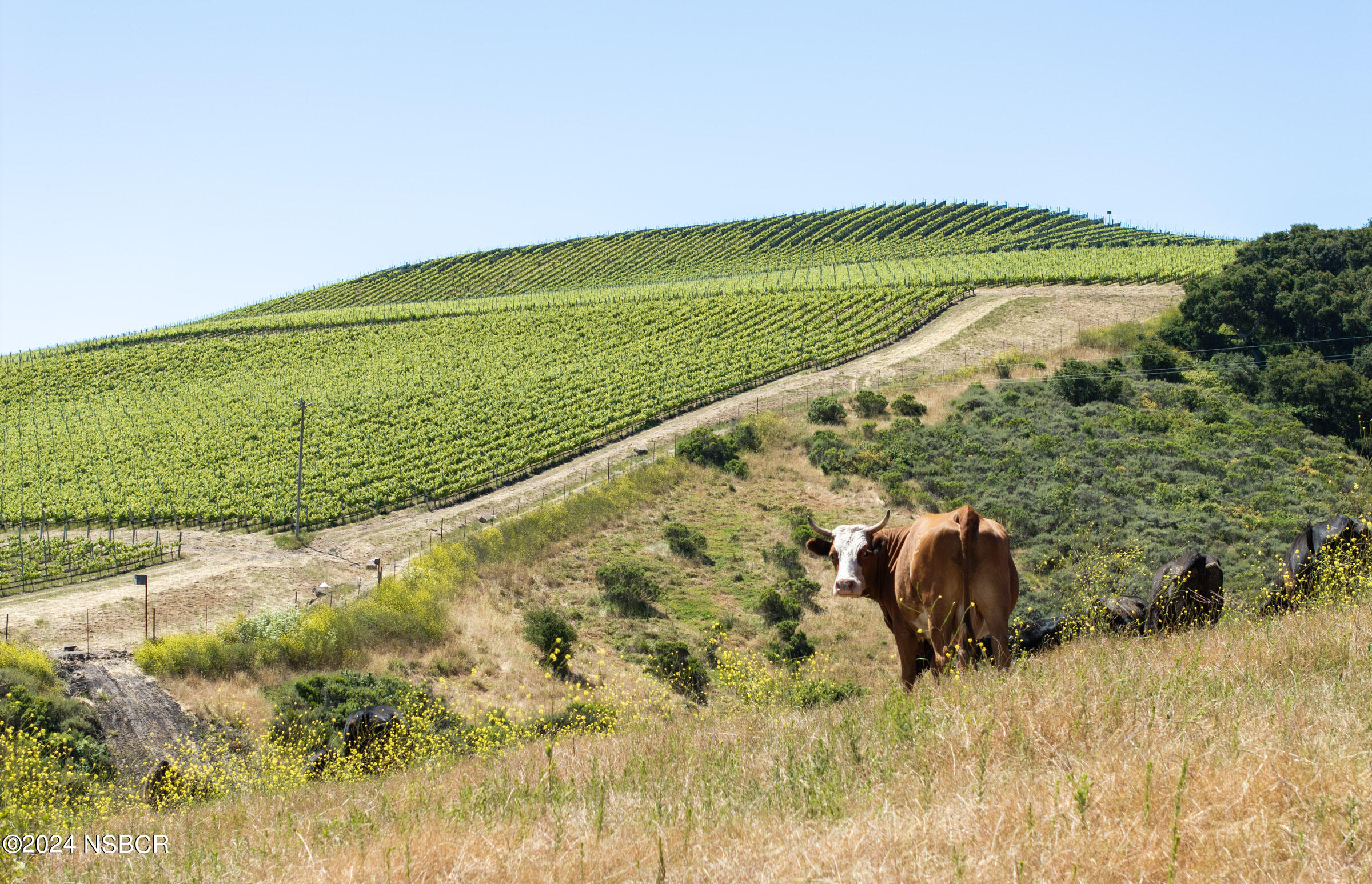 6500 Santa Rosa Road Buellton, CA 93427 - Photo 92 of 97 a view of a lake from a yard