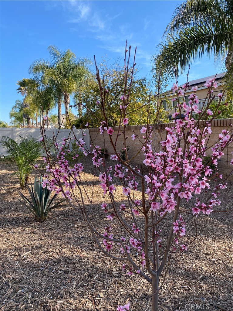 32846 Forgecroft Street Menifee, CA 92584 - Photo 37 of 48 a view of a yard with a tree