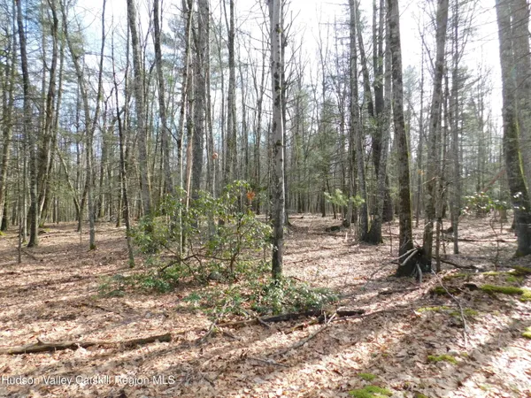 a view of a forest with trees in the background