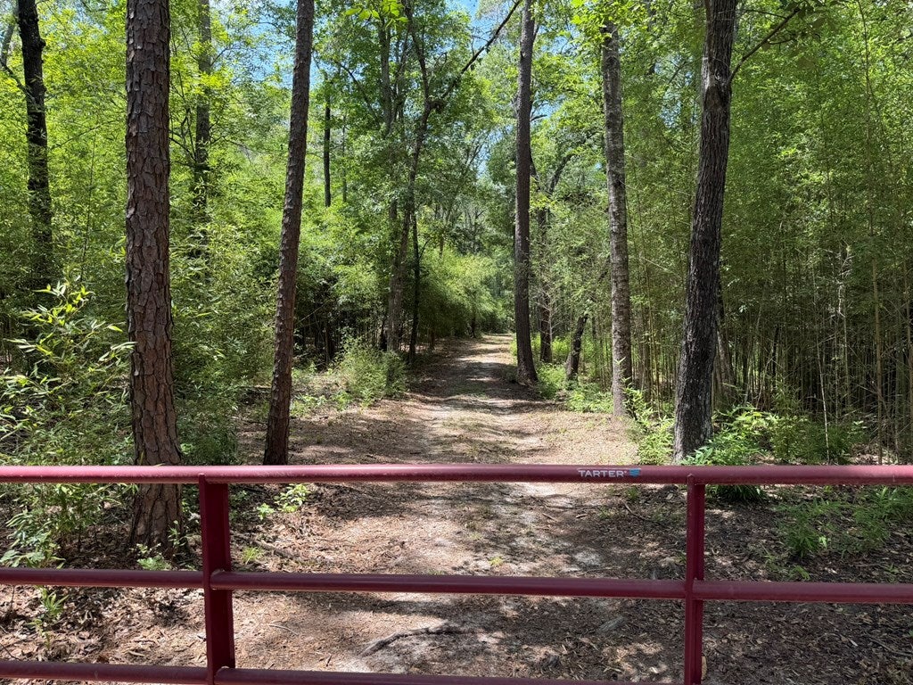 4574 Hadley Ferry Road Cairo, GA 39828 - Photo 21 of 51 Now that is a fine drive into a property.