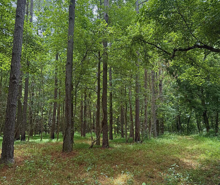 110 County Road Houston, MS 38851 - Photo 3 of 25 Gallery Image 3