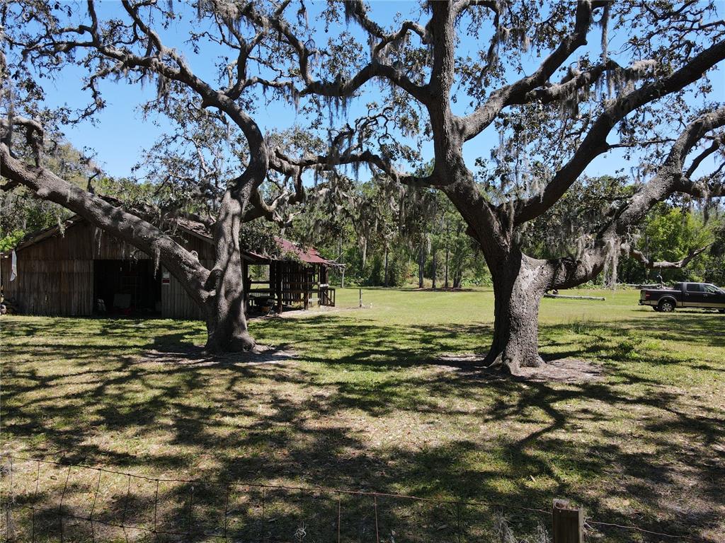 3655 Keystone Road Tarpon Springs, FL 34688 - Photo 1 of 1 a tree in the middle of a yard