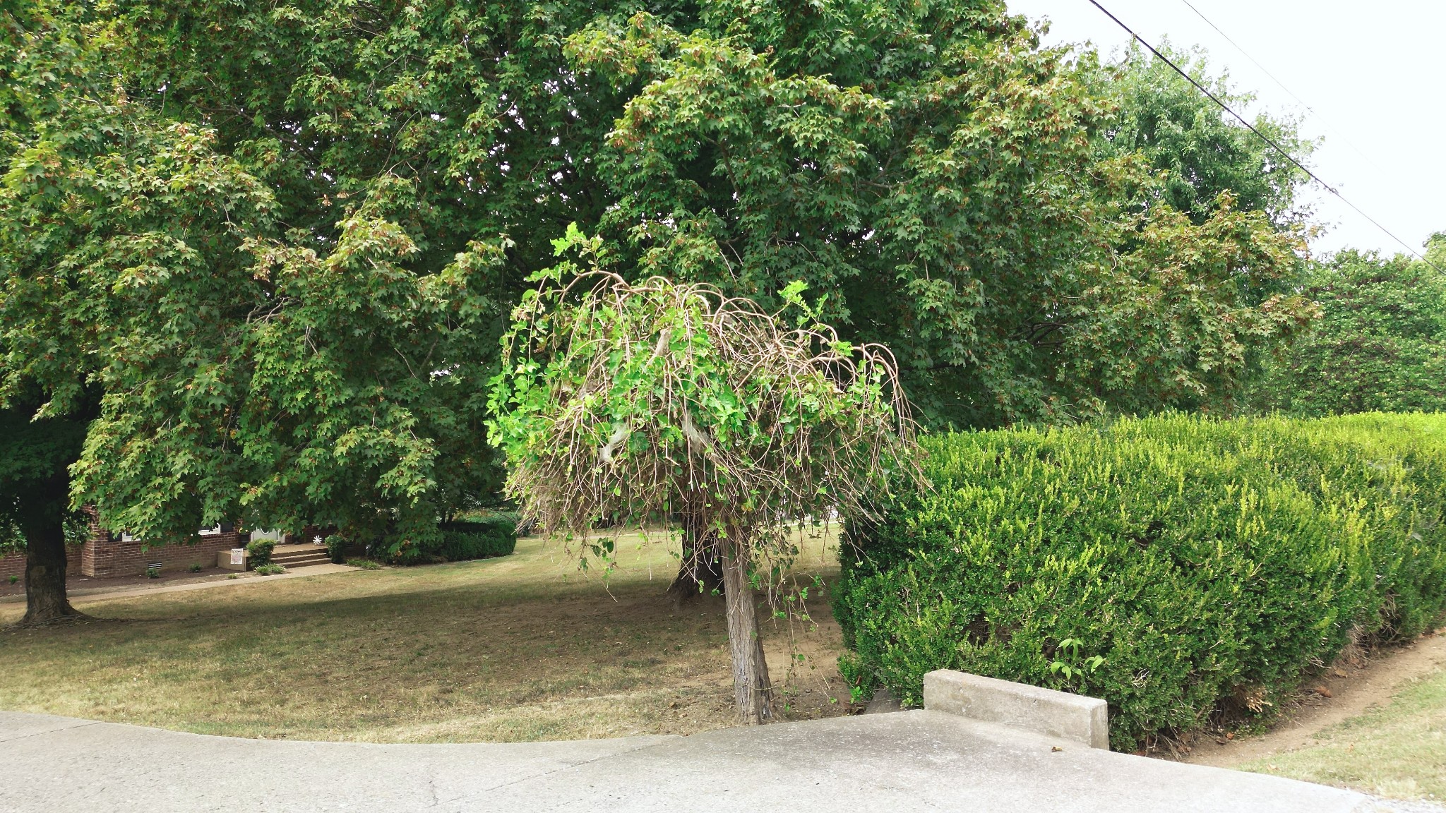 1809 Hidden Ridge Circle Mount Juliet, TN 37122 - Photo 41 of 45 a view of a tree in a yard