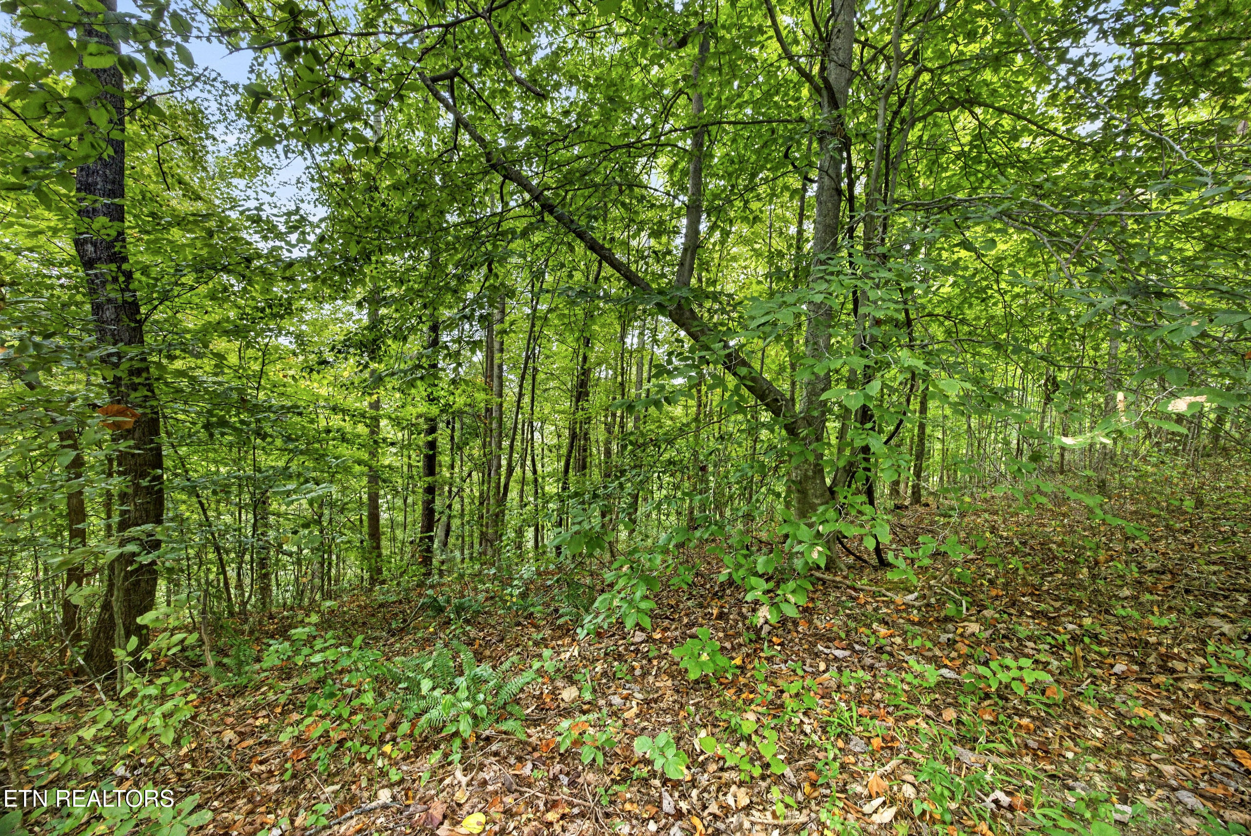 Lot 29 Timber Ridge Lane Celina, TN 38551 - Photo 9 of 11 8-8N5A6743