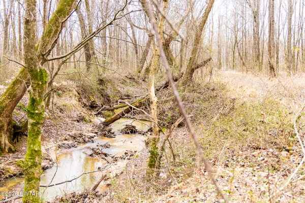 a view of a dry yard with trees in the background