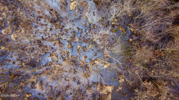 a view of a tree in a yard