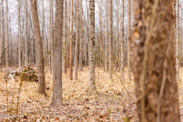 a view of large space with trees