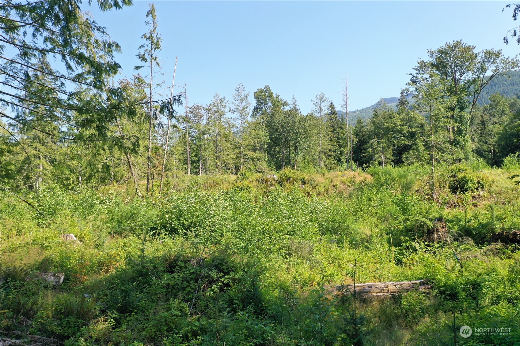 36016 Mann Road Sultan, WA 98294 - Photo 39 of 39 a view of a lush green forest