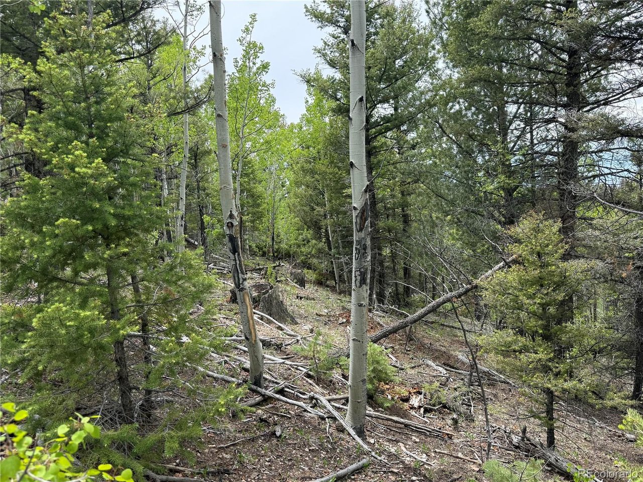 6795 Starkweather Road San Luis, CO 81152 - Photo 9 of 23 a view of a forest from a forest