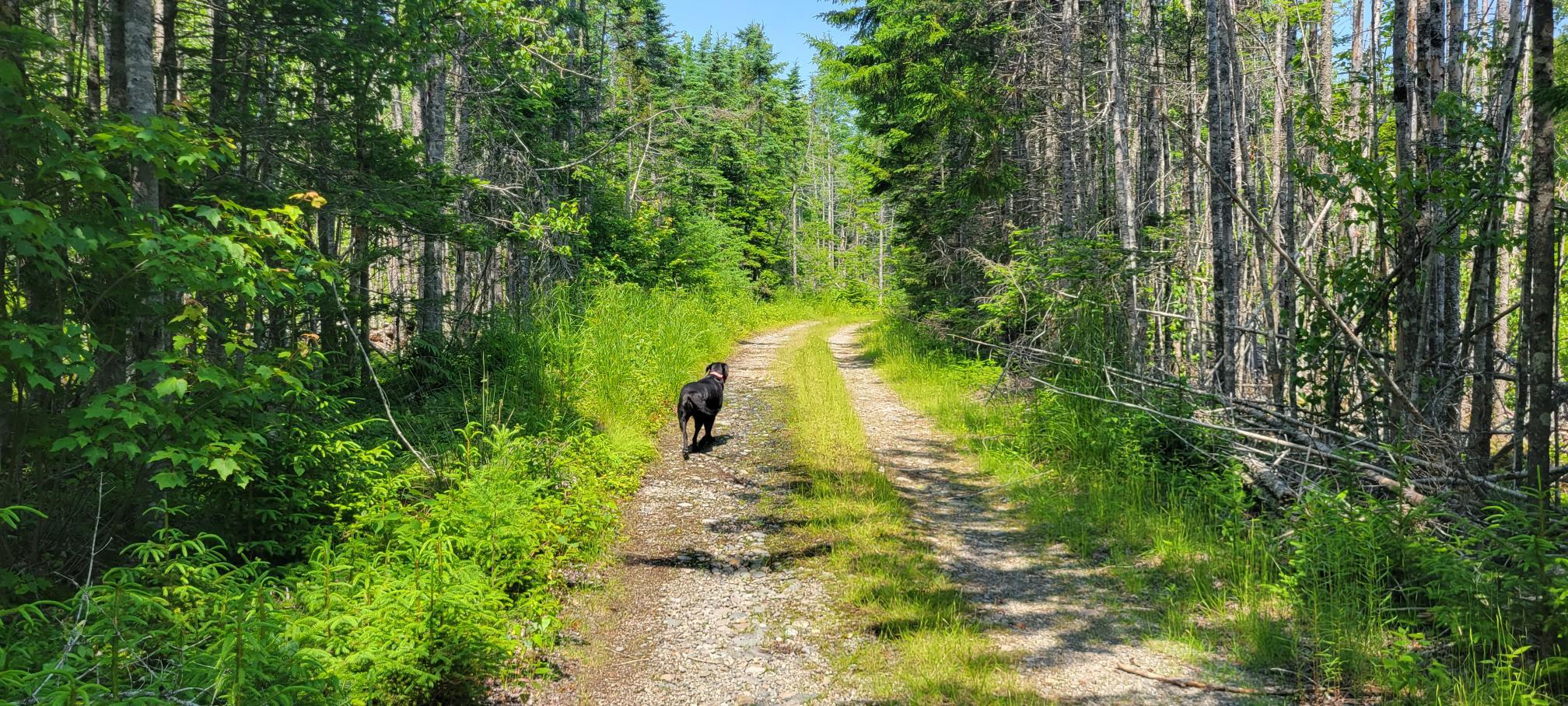 Lot 84 Duck Cove Road Roque Bluffs, ME 04654 - Photo 7 of 24 20230712_132822