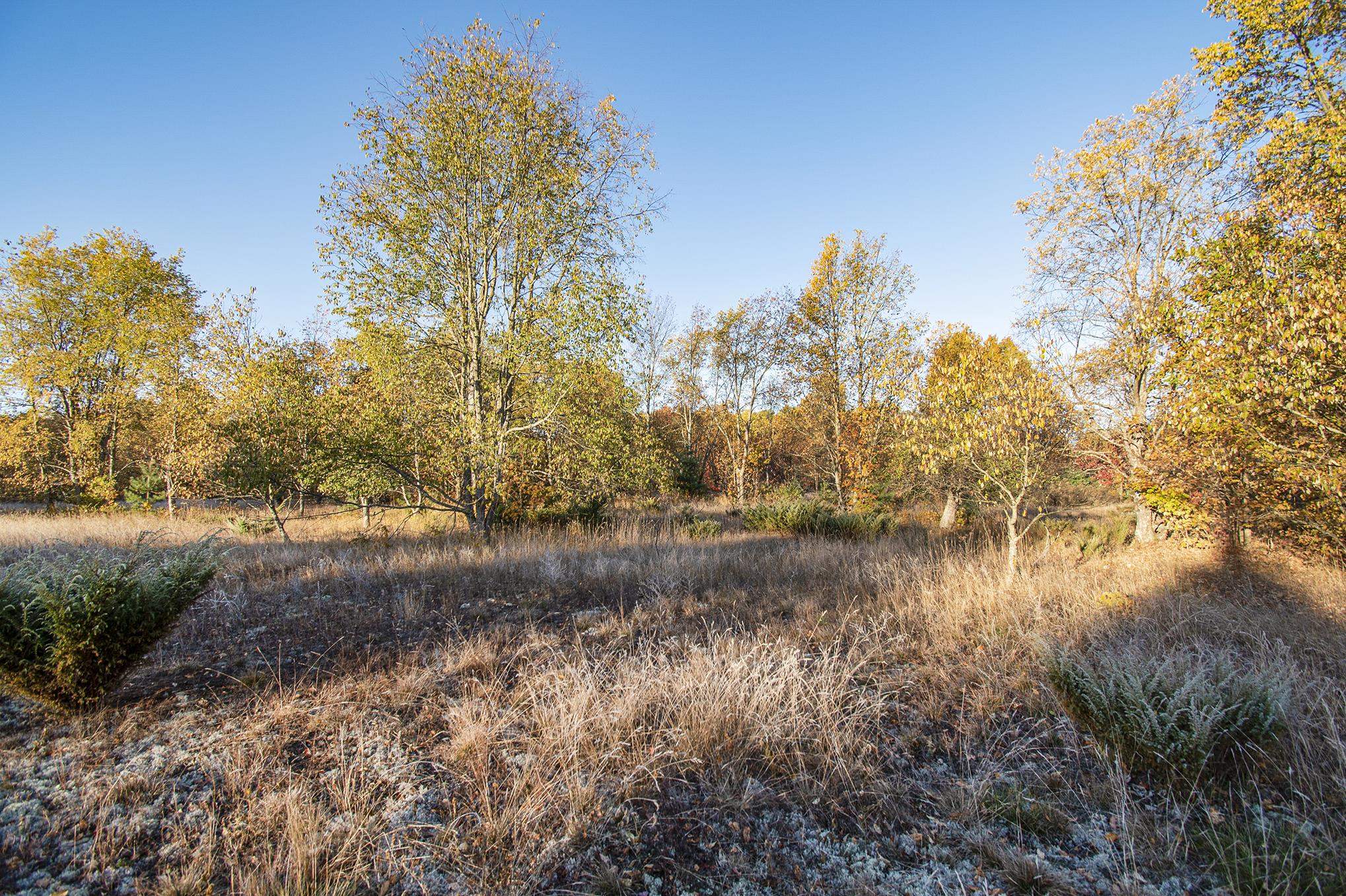 0 Pioneer Road Honor, MI 49640 - Photo 5 of 26