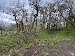 144 West Bear Tooth Ridge Coalville, UT 84017 - Photo 14 of 19 Wooded lot featuring mature trees and natural ground cover