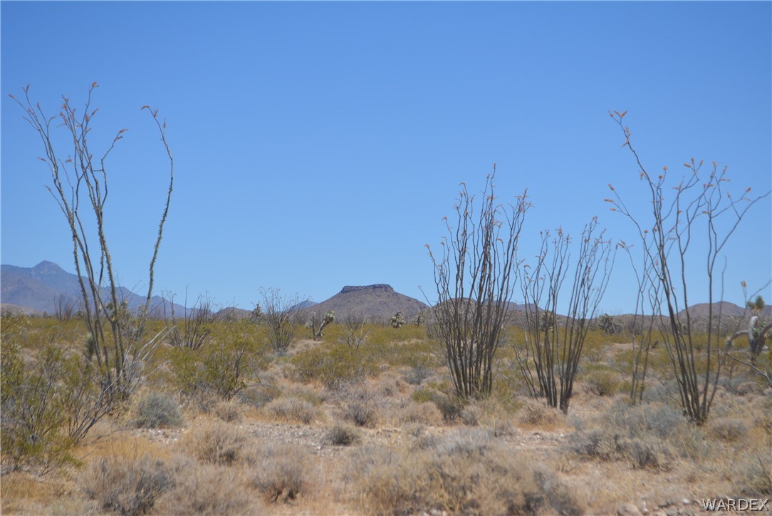 Lot C3 Ruby Road Yucca, AZ 86438 - Photo 2 of 49 a view of a dry yard with trees