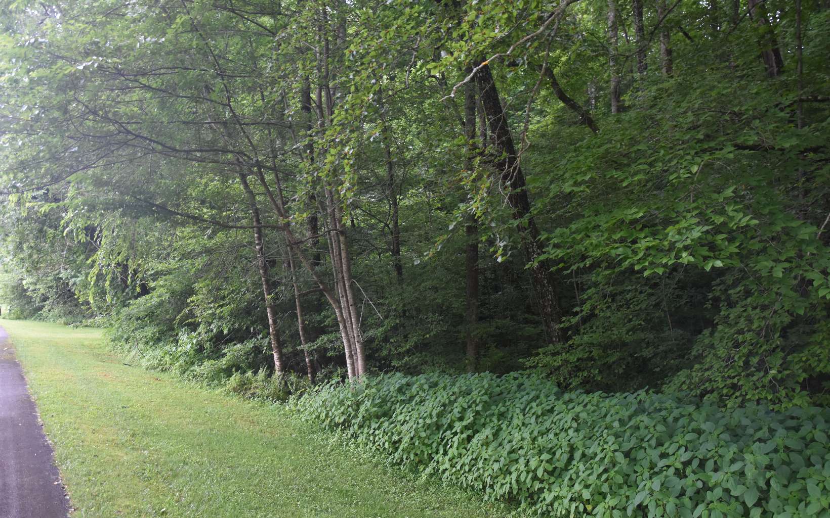 85 A Licklog Ridge Hayesville, NC 28904 - Photo 11 of 52 Additional View