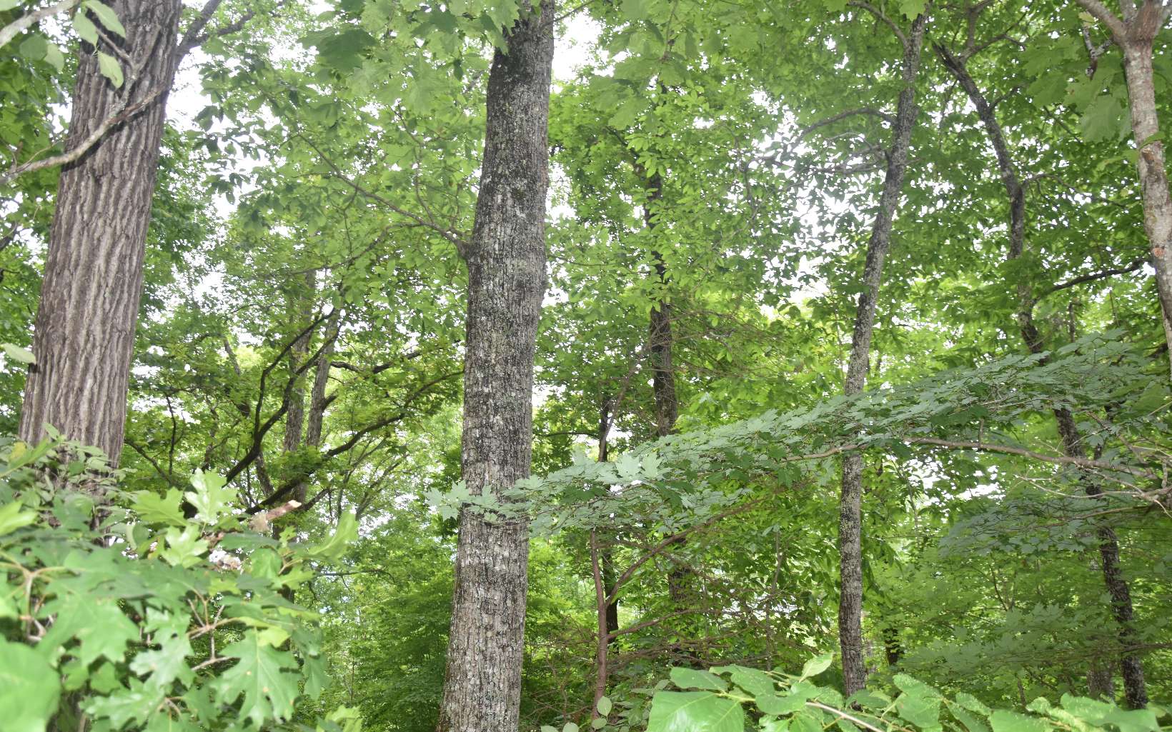 85 A Licklog Ridge Hayesville, NC 28904 - Photo 14 of 52 Additional View