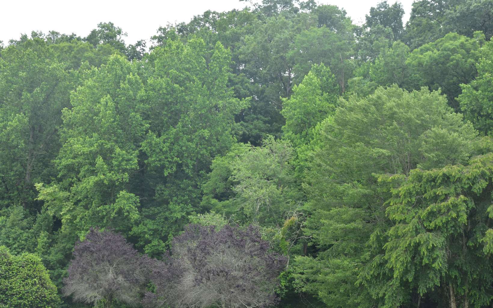 85 A Licklog Ridge Hayesville, NC 28904 - Photo 16 of 52 Additional View