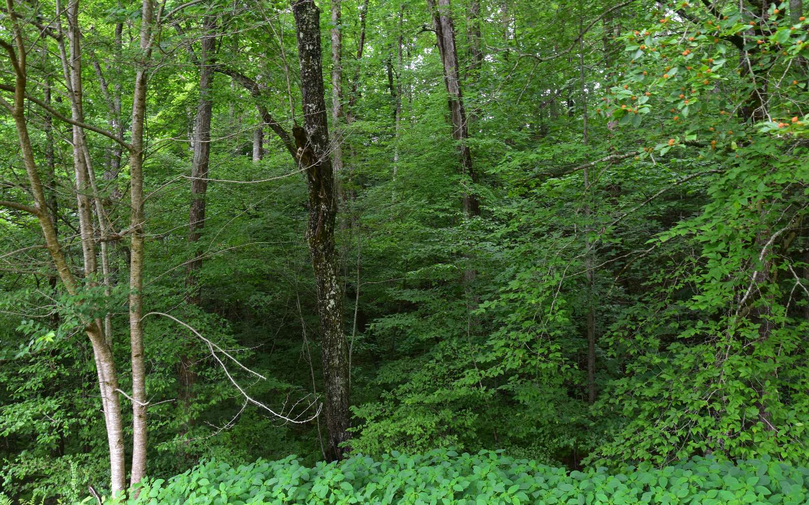 85 A Licklog Ridge Hayesville, NC 28904 - Photo 6 of 52 Additional View