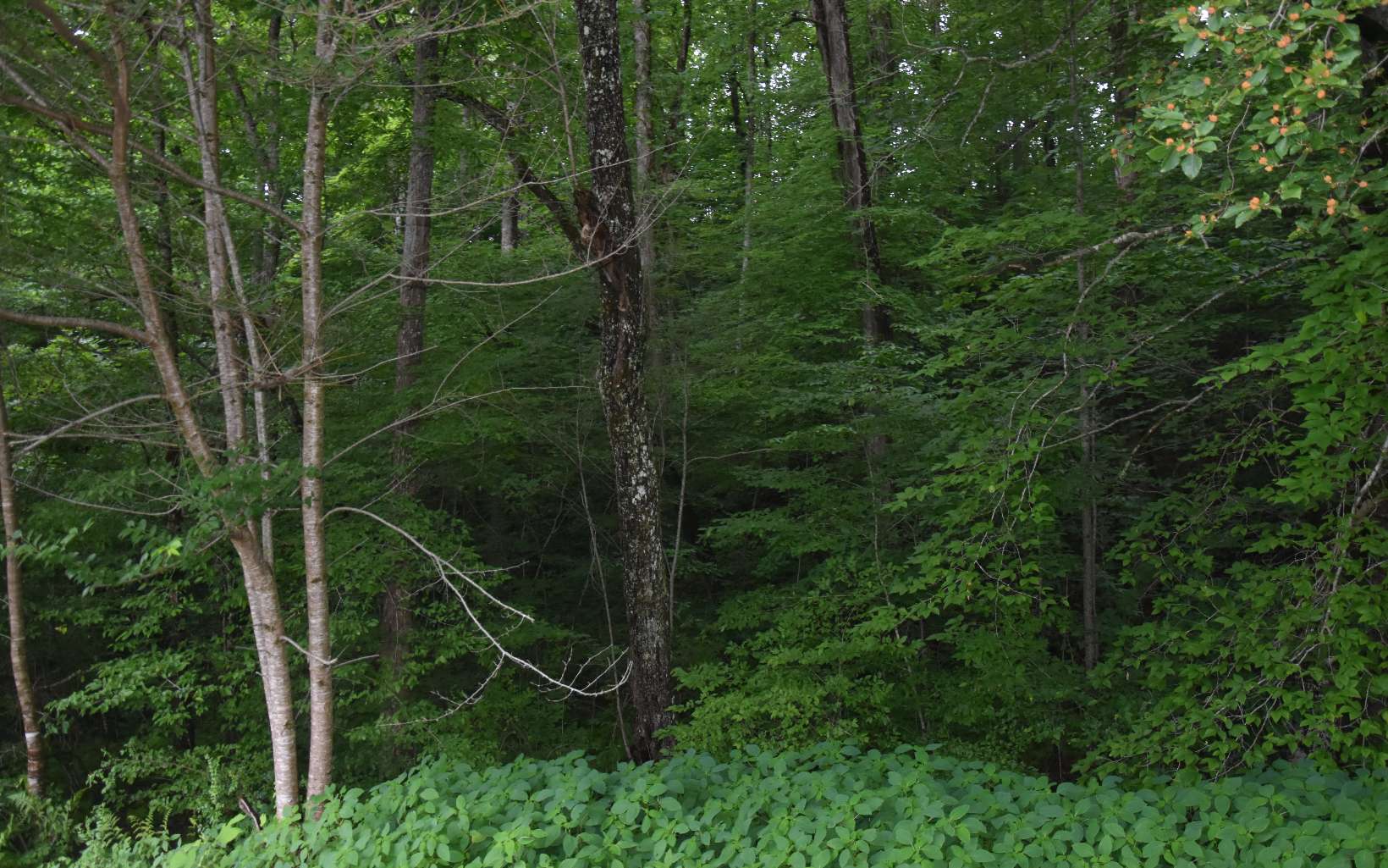 85 A Licklog Ridge Hayesville, NC 28904 - Photo 7 of 52 Additional View