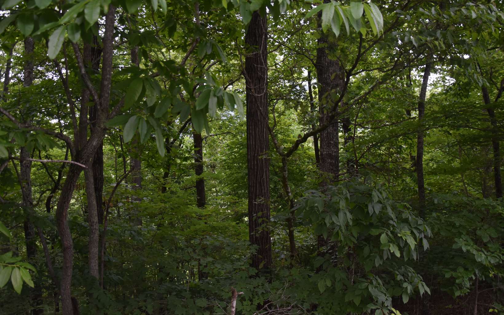 85 A Licklog Ridge Hayesville, NC 28904 - Photo 10 of 52 Additional View