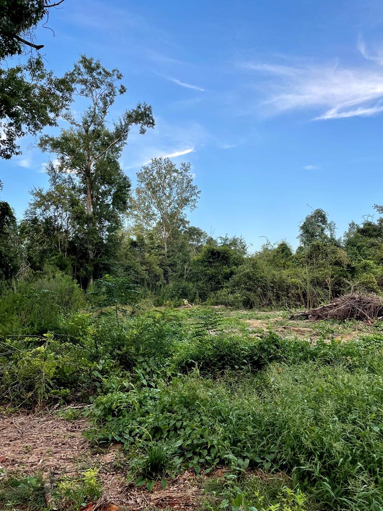 10.5-acres Box Road Midland City, AL 36350 - Photo 1 of 2