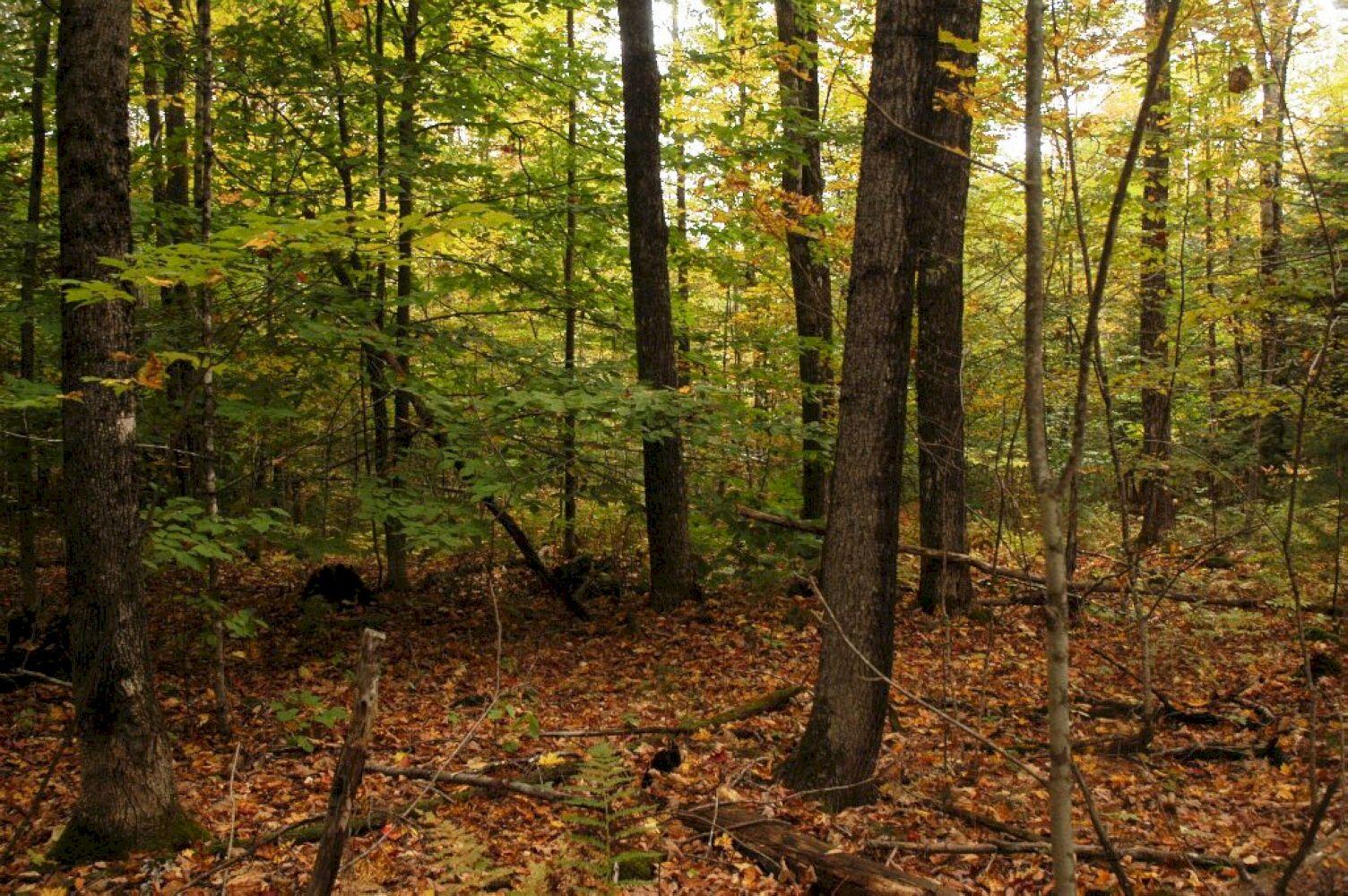 0 South Solon Road Solon, ME 04979 - Photo 5 of 11 DSC_6611