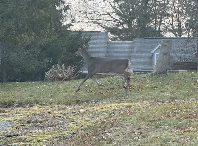 2 Woodside Drive, Unit 1 Saugus, MA 01906 - Photo 16 of 16