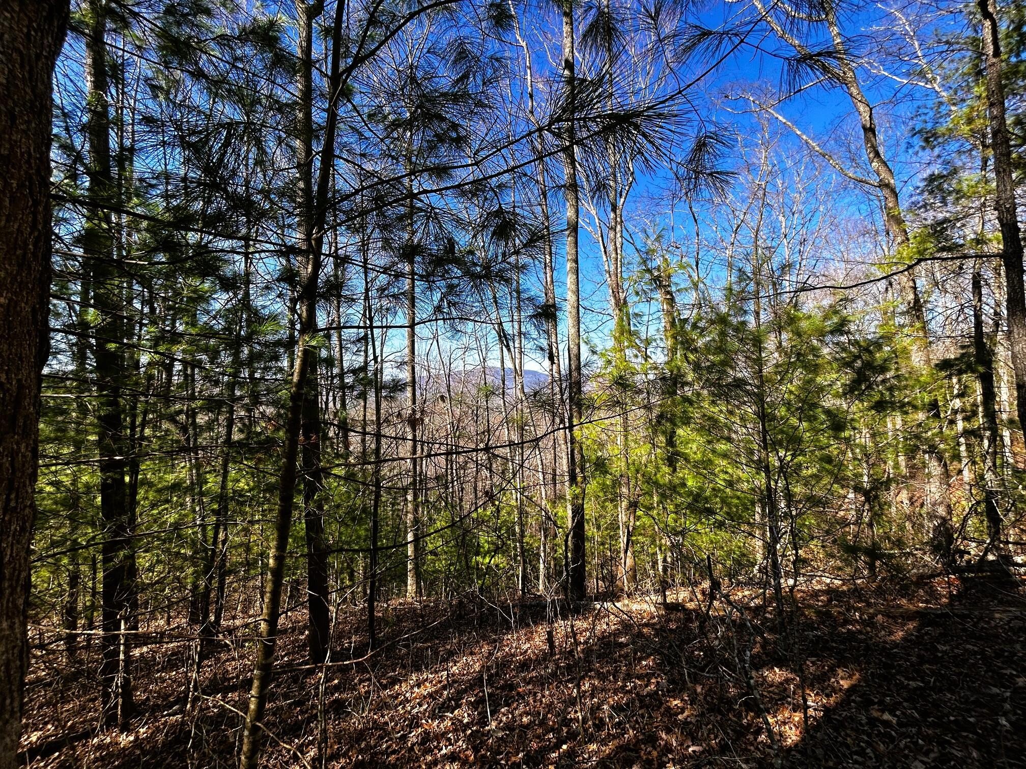 107125 Chestnut Mountain Road Reliance, TN 37369 - Photo 14 of 32